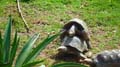 Caracas Zoologico 083